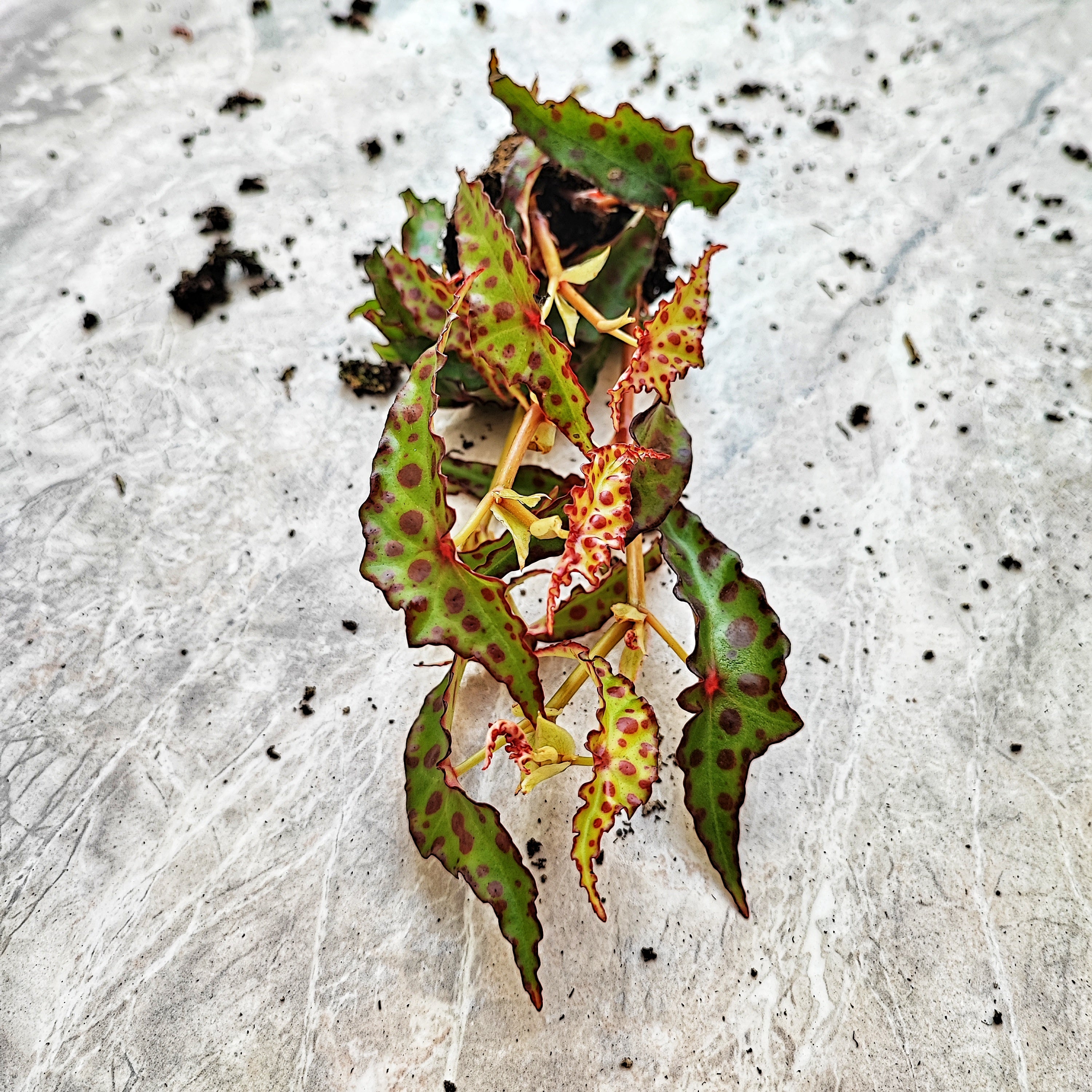 Begonia amphioxus monjungle