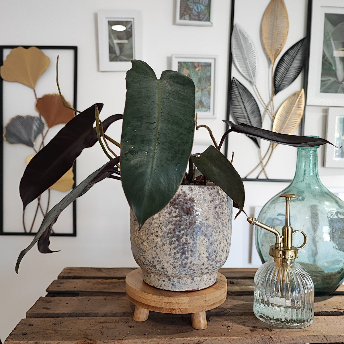 Philodendron Atabapoense L monjungle