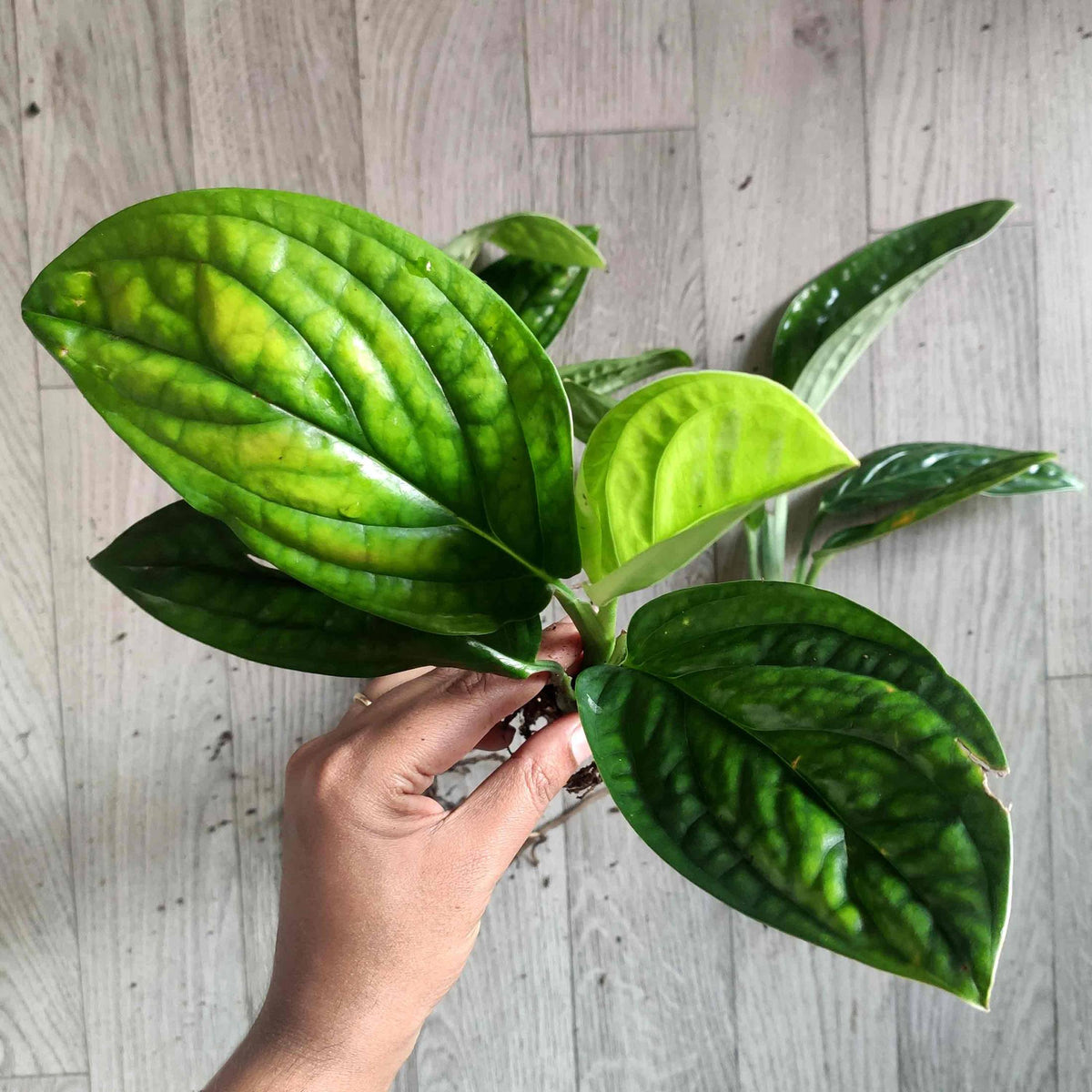 Monstera Karstenianum monjungle
