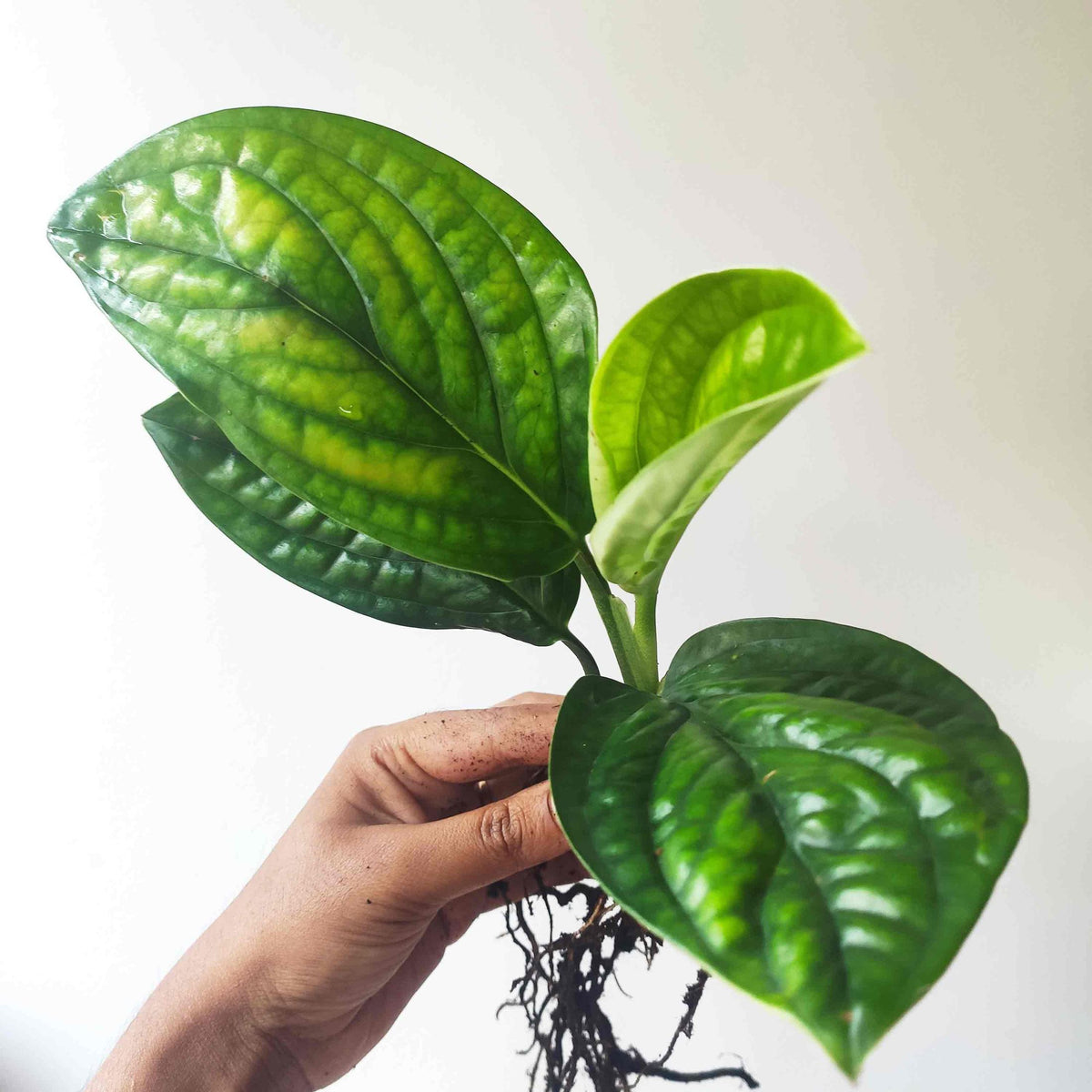 Monstera Karstenianum monjungle