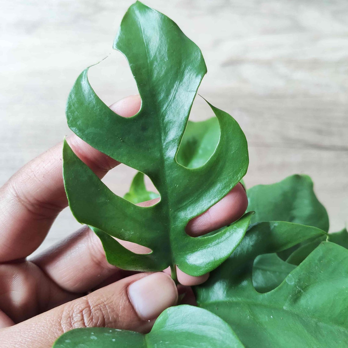Monstera Minima monjungle