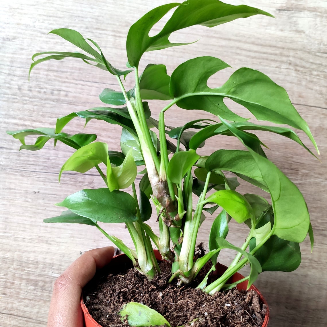 Monstera Minima monjungle
