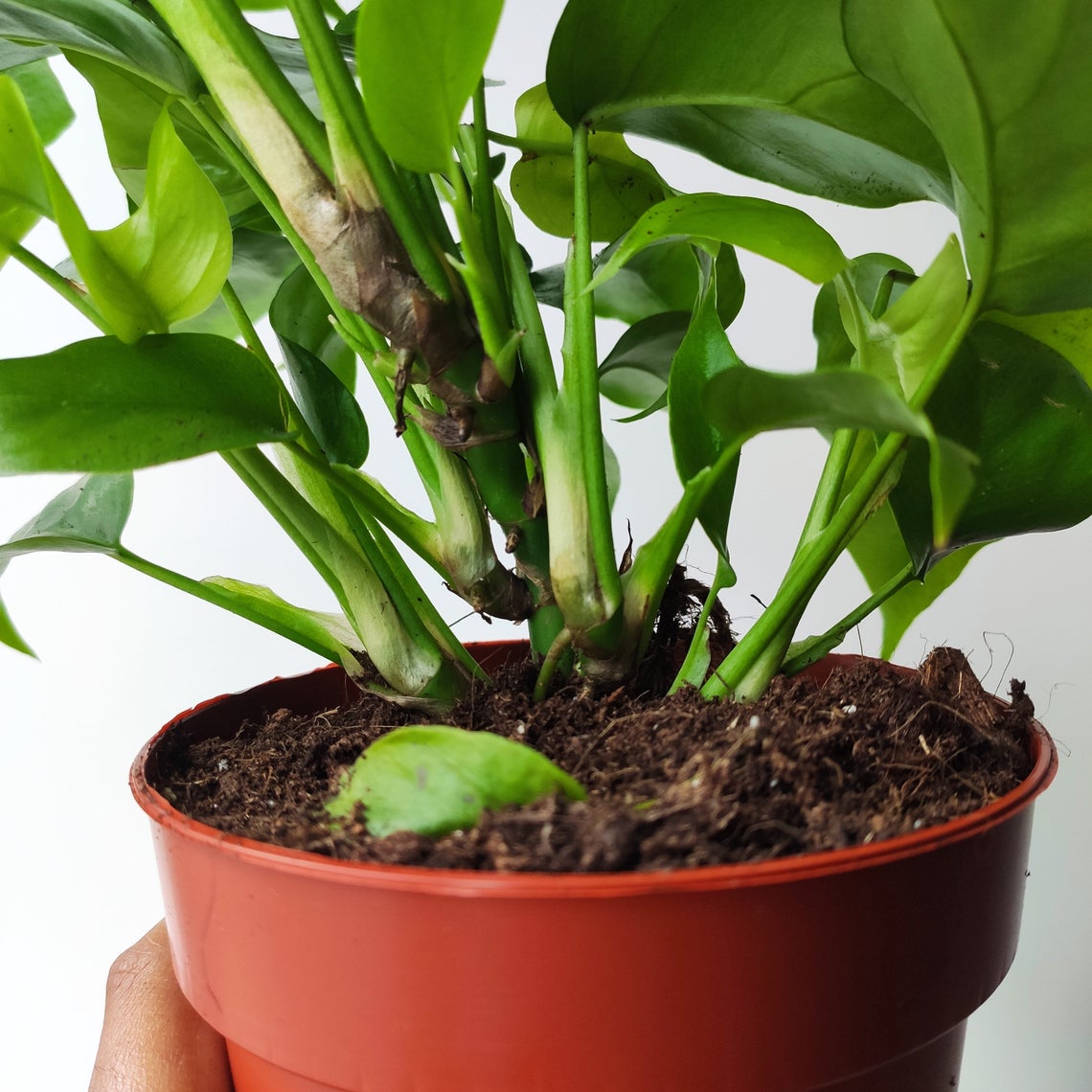 Monstera Minima monjungle