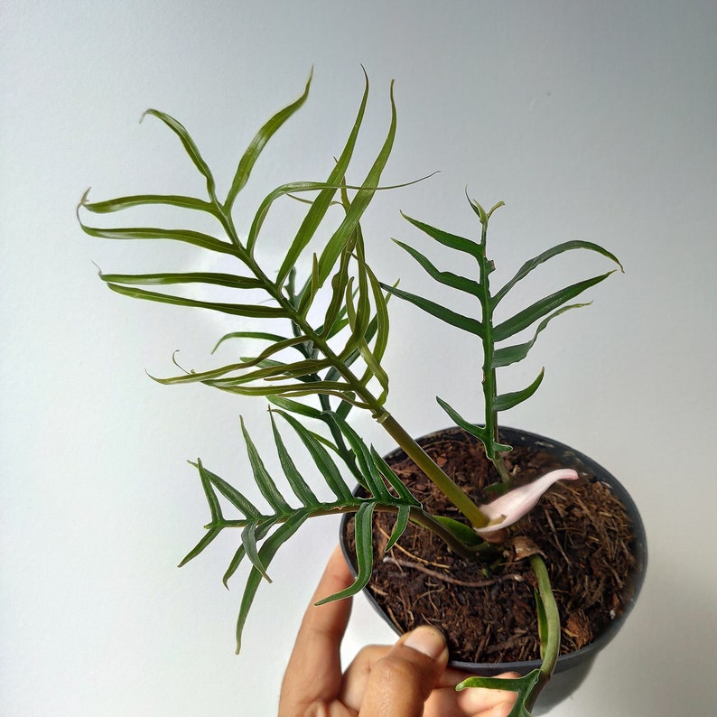 Rare Philodendron Tortum- Philodendron polypodioides - Philodendron Aroid monjungle