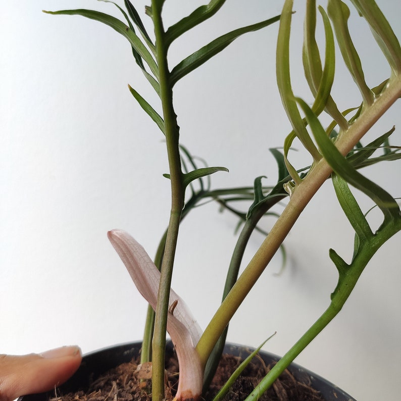 Rare Philodendron Tortum- Philodendron polypodioides - Philodendron Aroid monjungle