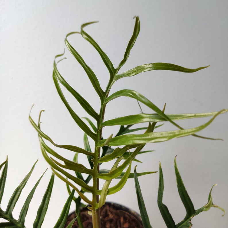 Rare Philodendron Tortum- Philodendron polypodioides - Philodendron Aroid monjungle