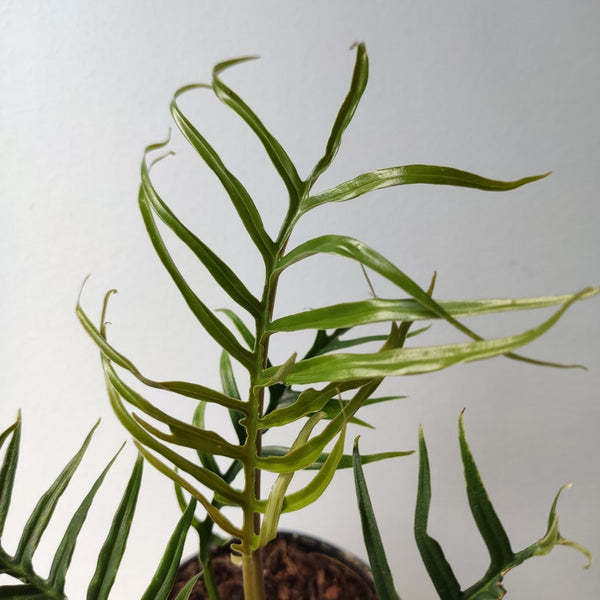 Rare Philodendron Tortum- Philodendron polypodioides - Philodendron Aroid - monjungle