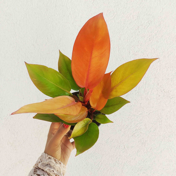RARE: Philodendron Prince Of Orange | Rare Aroid - monjungle