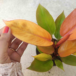 RARE: Philodendron Prince Of Orange | Rare Aroid - monjungle