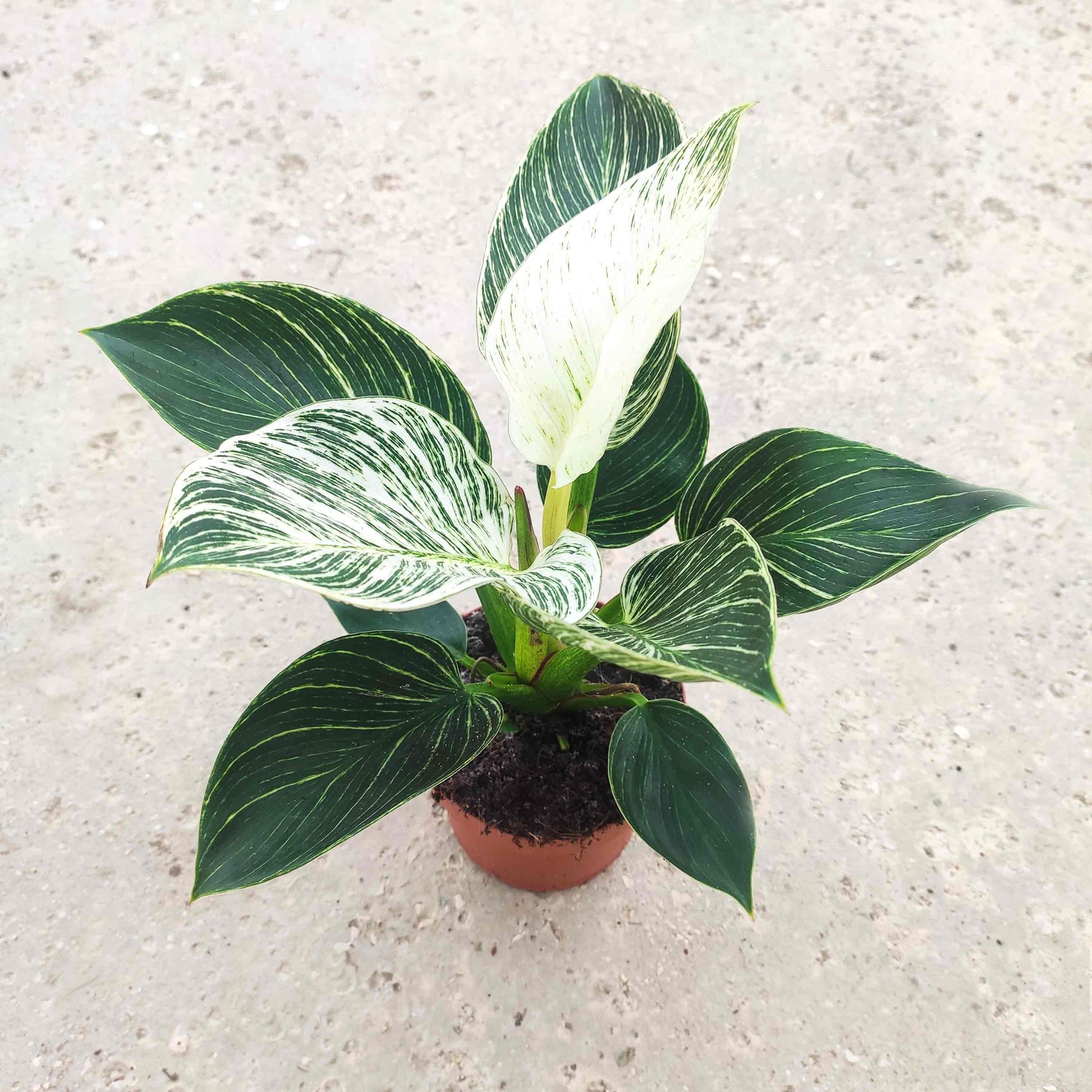 philodendron white wave birkin Philodendron Birkin White Wave