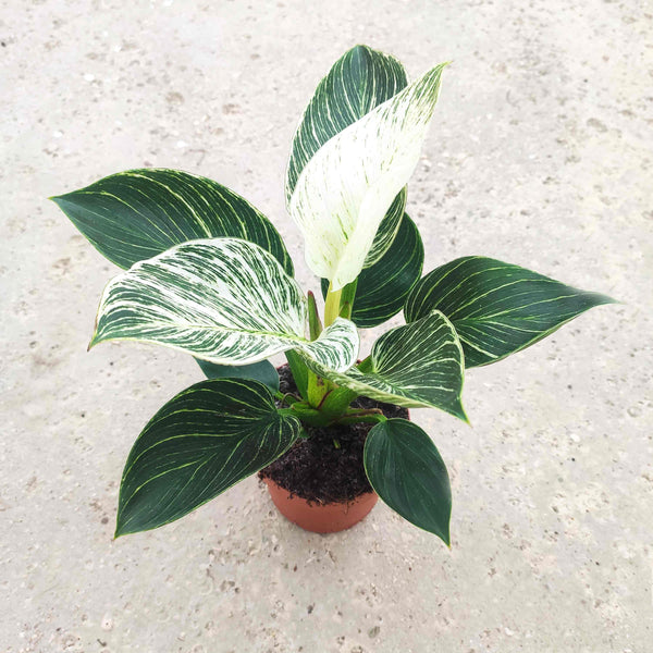Philodendron Birkin WHITE WAVE - Très belle plante d'intérieur avec les feuilles panachées vertes et blanches, Plante nerveuse - monjungle