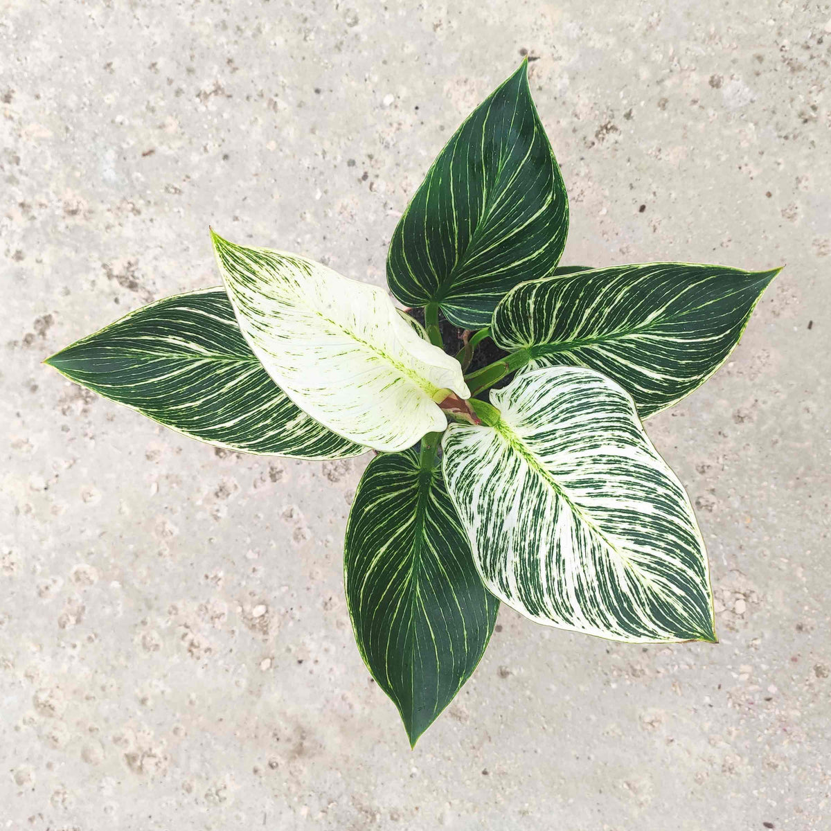 Philodendron Birkin WHITE WAVE monjungle