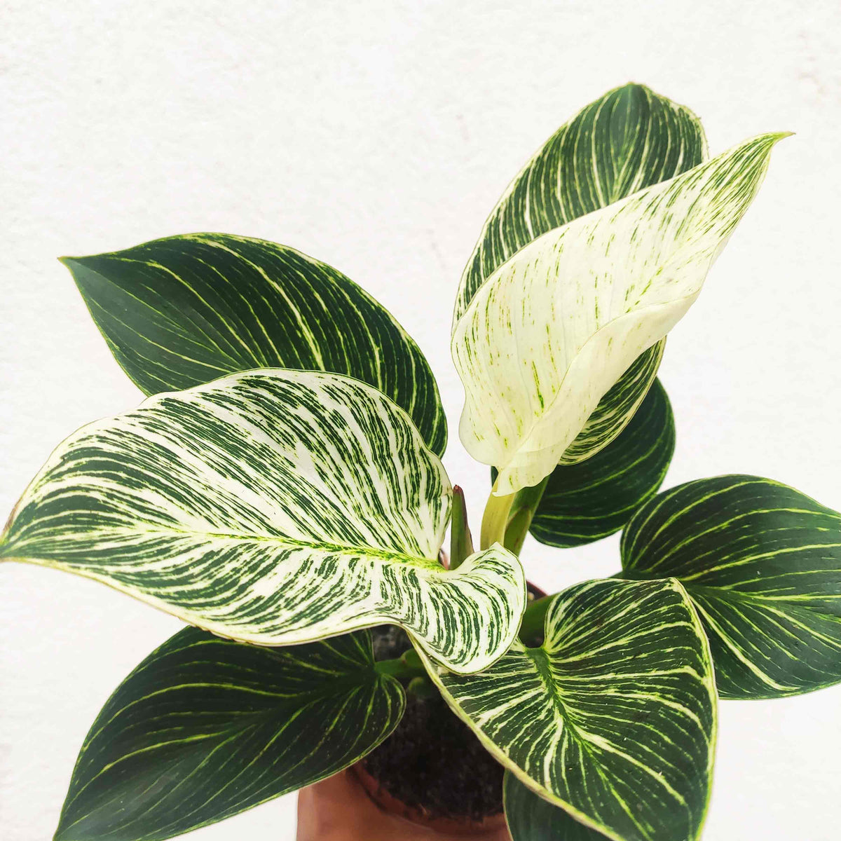 Philodendron Birkin WHITE WAVE monjungle