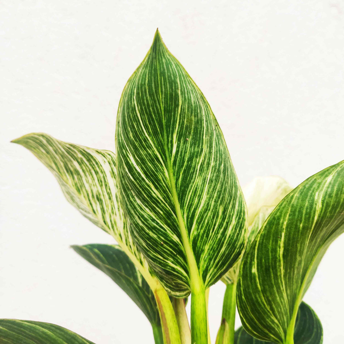 Philodendron Birkin WHITE WAVE monjungle
