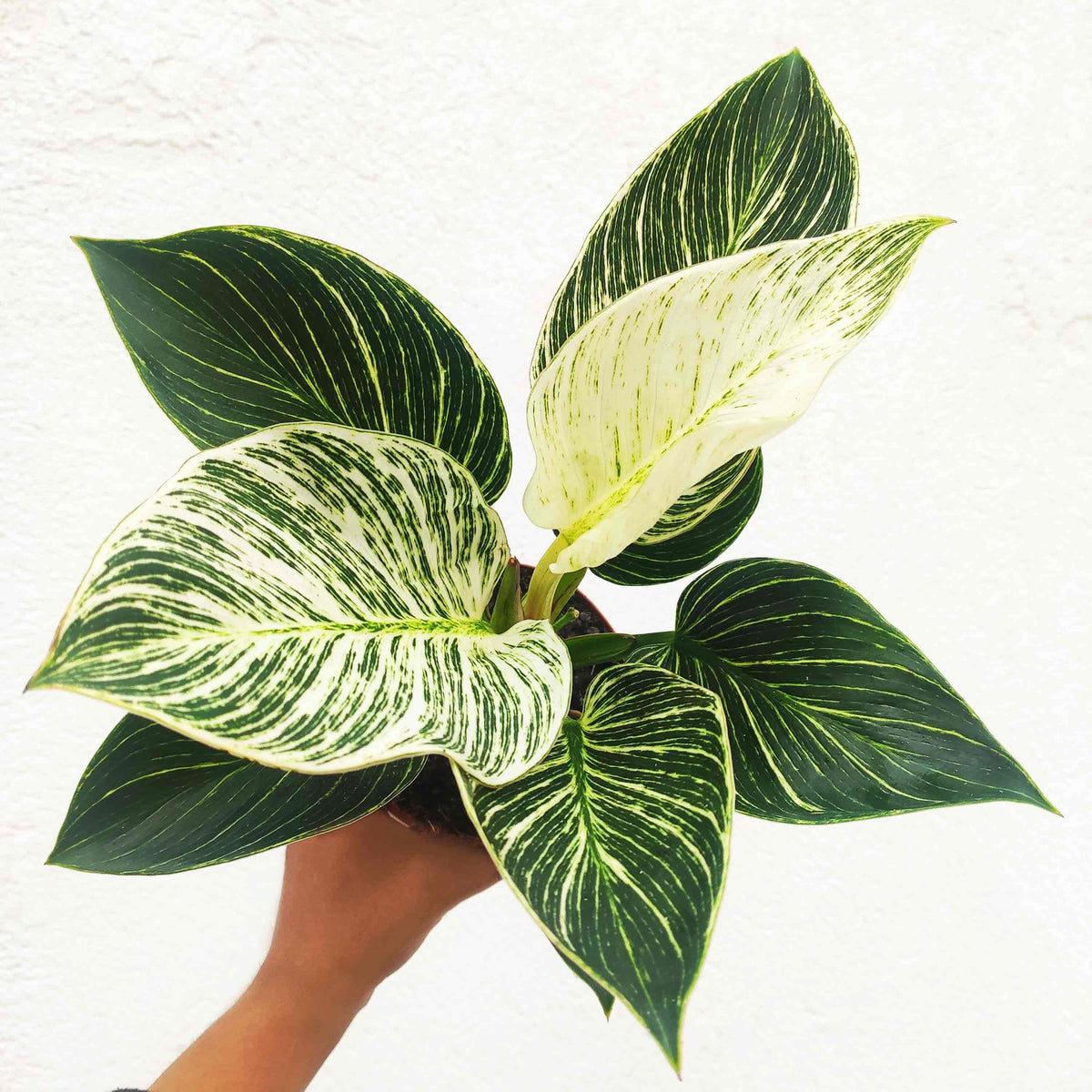 Philodendron Birkin WHITE WAVE monjungle