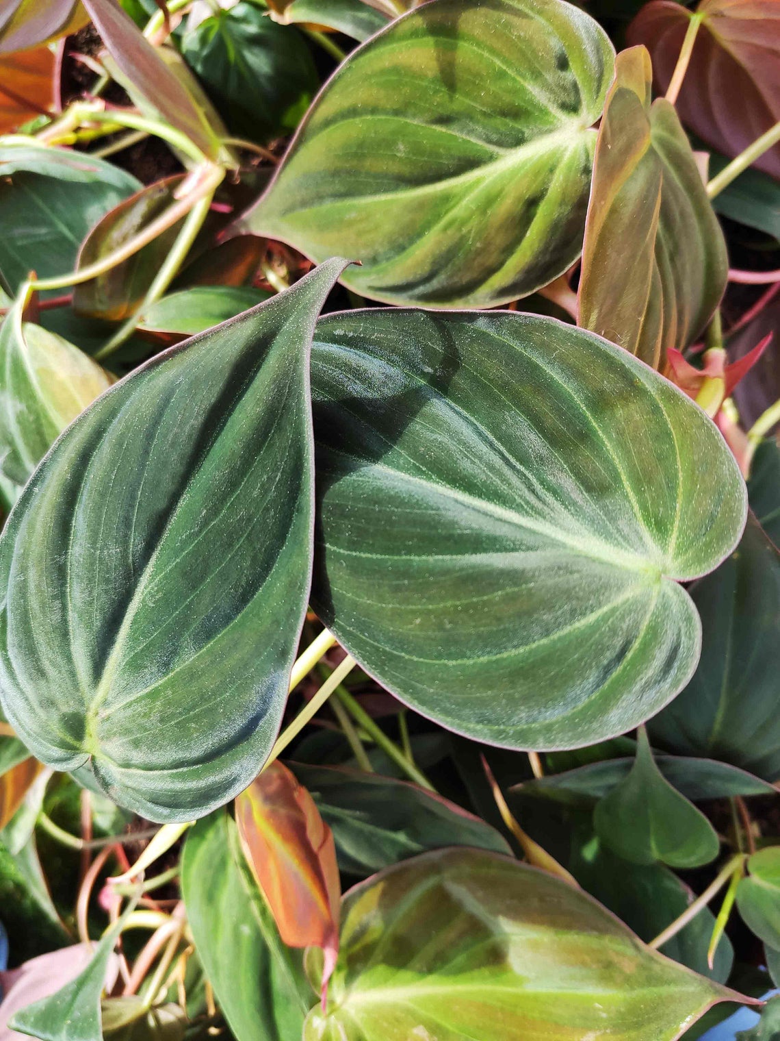 mica philodendron Philodendron Micans