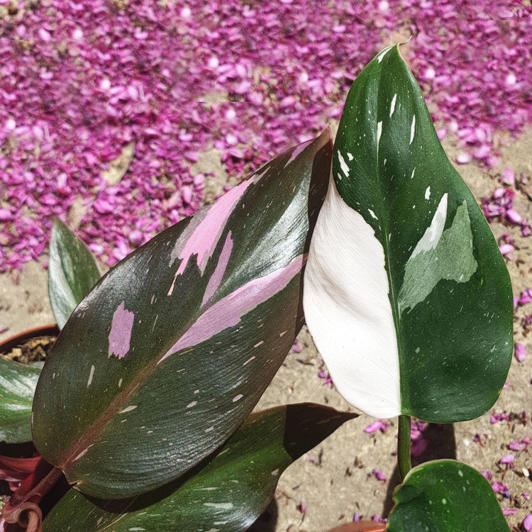 Philodendron Lot de 2, philodendron pink princess et white princess monjungle