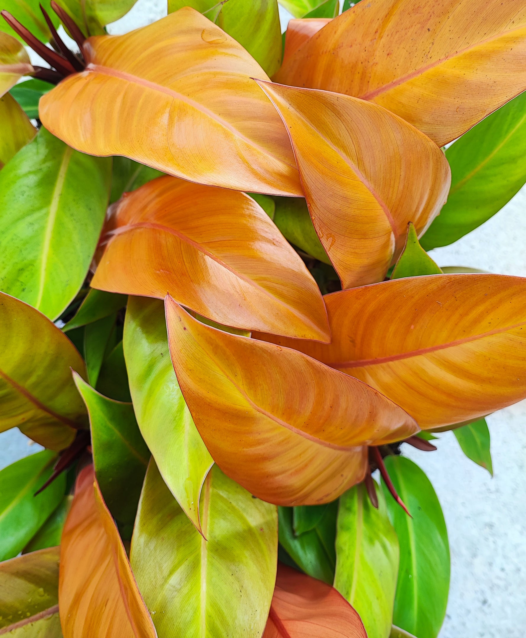 RARE Philodendron ORANGE SUN (et pas une prince d'orange), rare philodendron avec feuilles oranges - monjungle