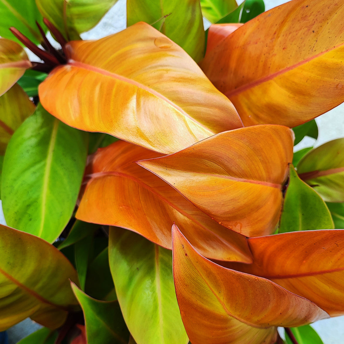 RARE Philodendron ORANGE SUN et pas une prince d'orange , rare philodendron avec feuilles oranges monjungle