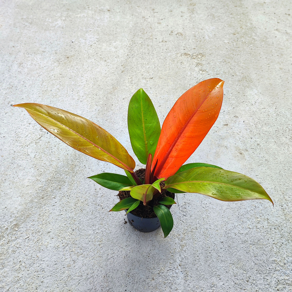 RARE Philodendron ORANGE SUN et pas une prince d'orange , rare philodendron avec feuilles oranges monjungle