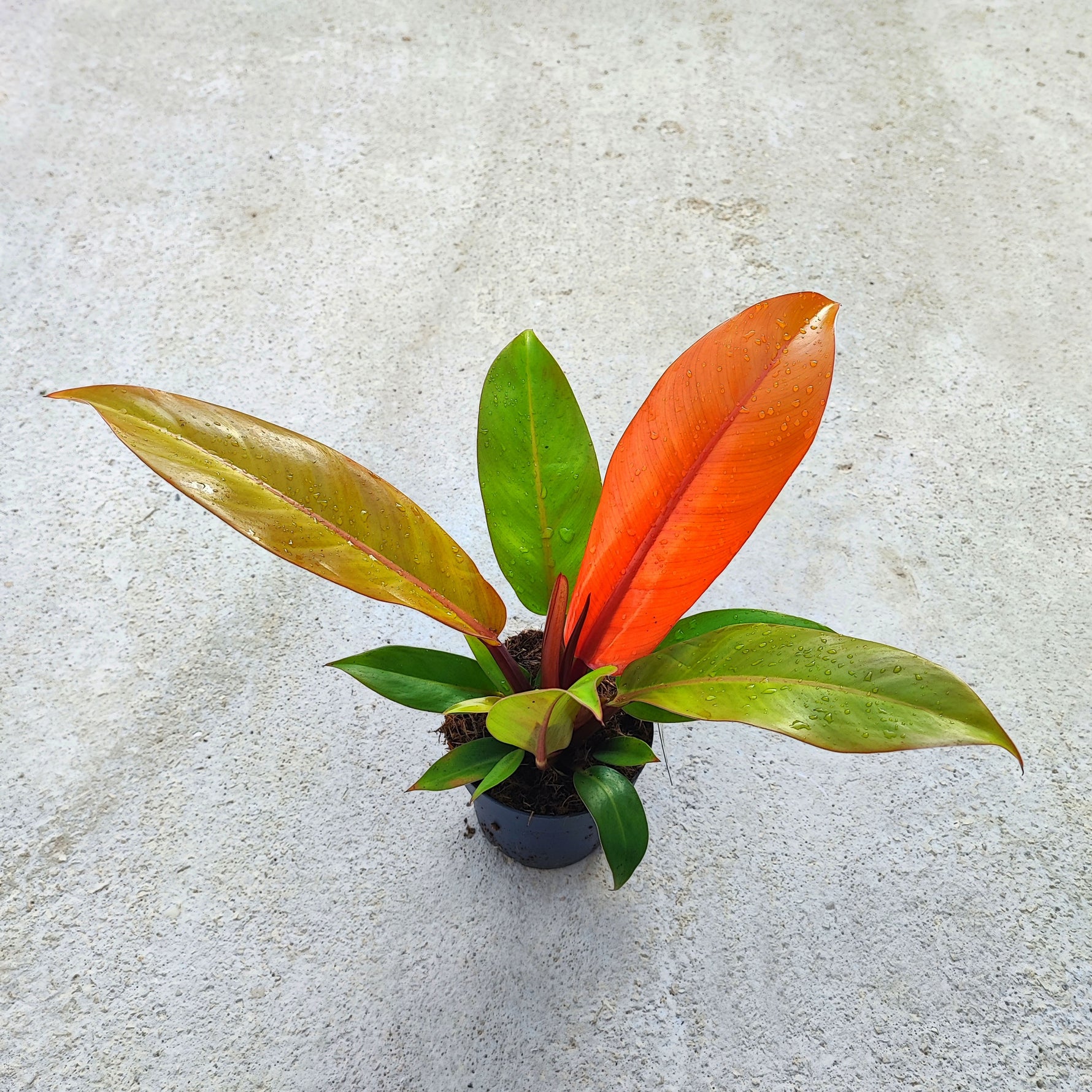 RARE Philodendron ORANGE SUN (et pas une prince d'orange), rare philodendron avec feuilles oranges - monjungle