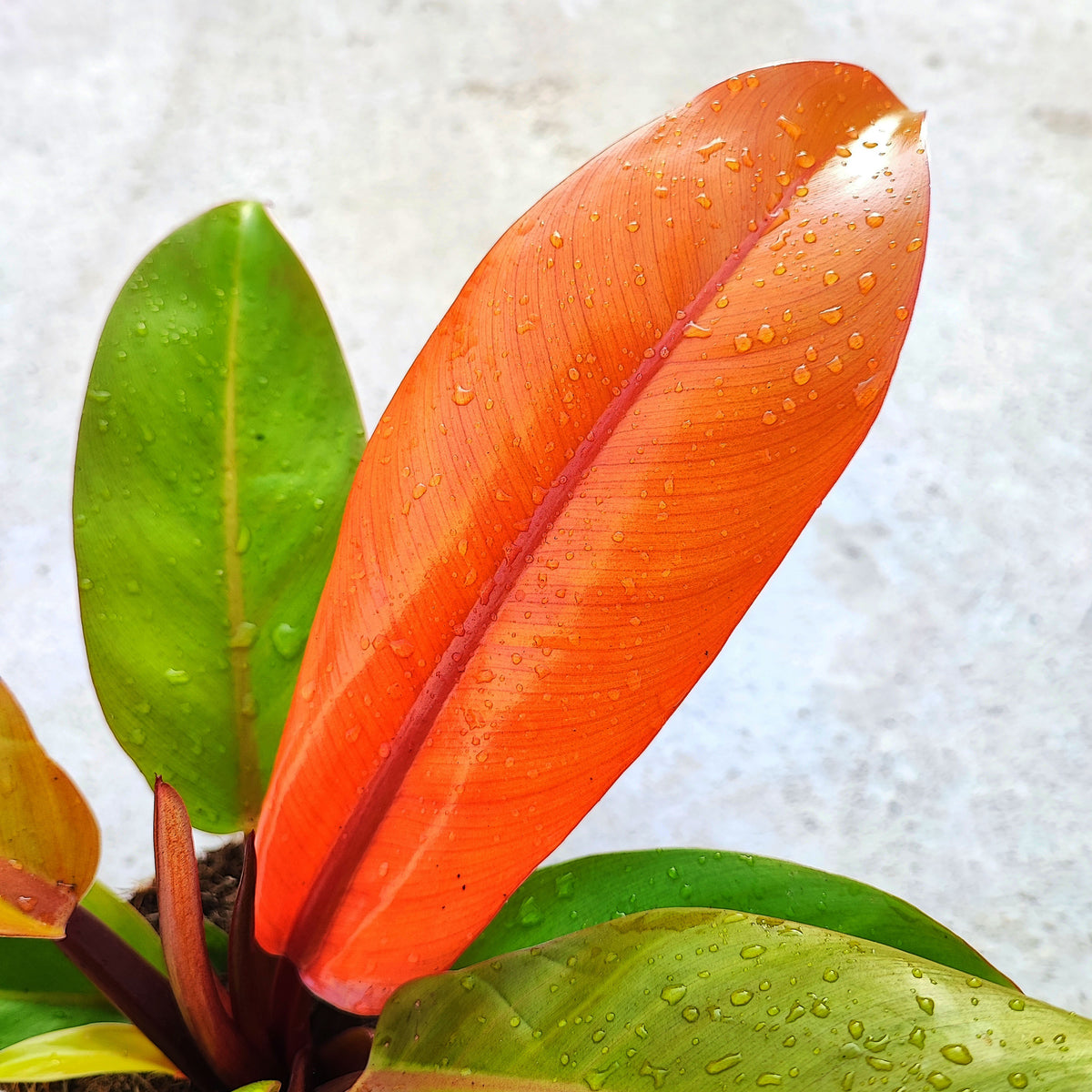 RARE Philodendron ORANGE SUN et pas une prince d'orange , rare philodendron avec feuilles oranges monjungle