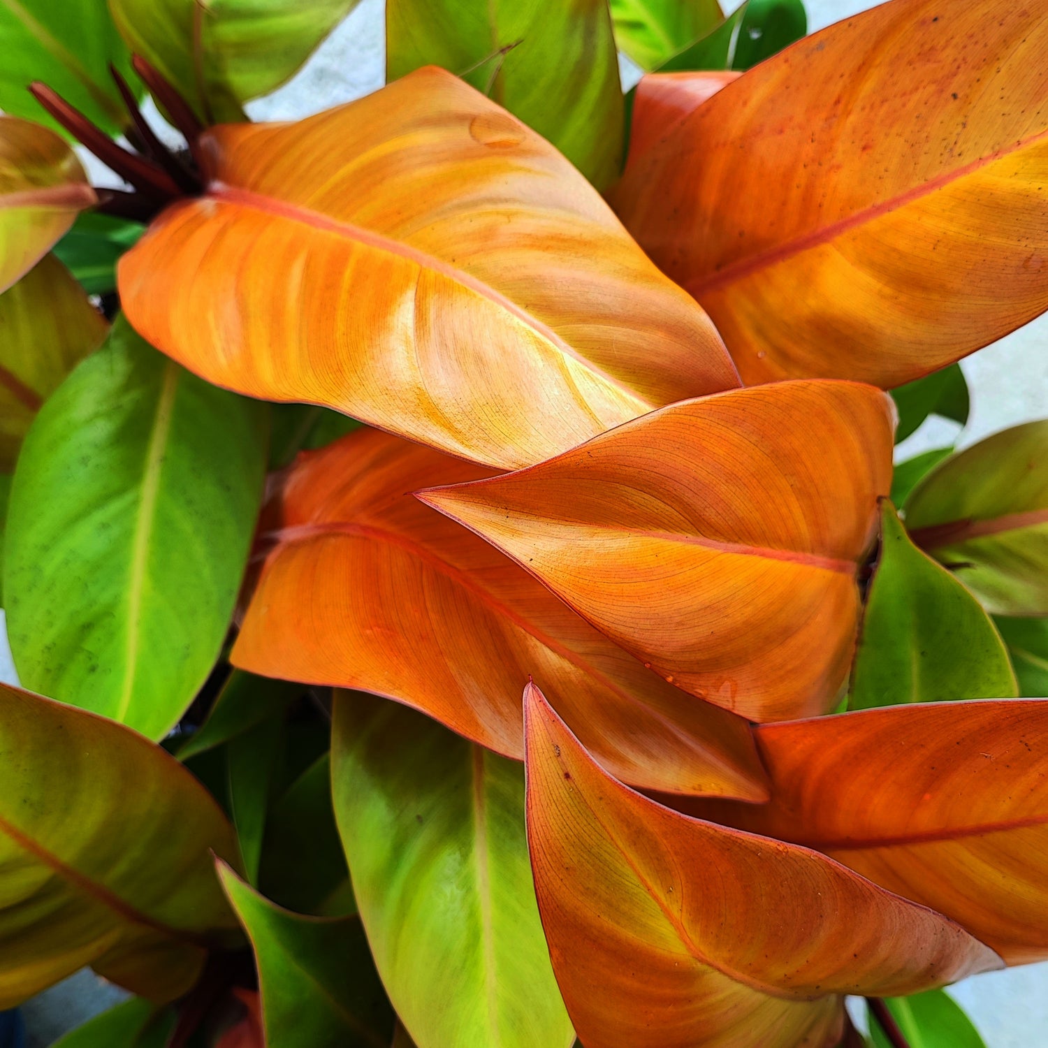 RARE Philodendron ORANGE SUN (et pas une prince d'orange), rare philodendron avec feuilles oranges - monjungle