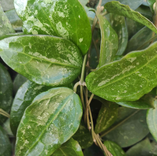 Rare Hoya Parasitica Black Edge - boutures enracinées de hoya Parasitica - Plante d'intérieur porcelain monjungle