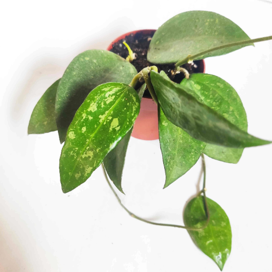 Rare Hoya Parasitica Black Edge - boutures enracinées de hoya Parasitica - Plante d'intérieur porcelain monjungle