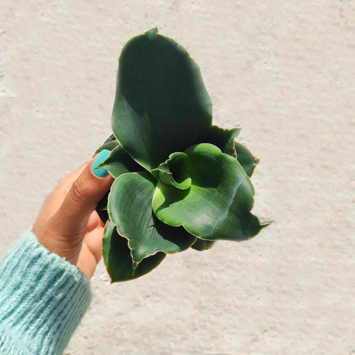 Rare Sansevieria 'Star Rose'- Plante d'intérieur de SANSEVIERIA- Plante rare d'intérieur monjungle