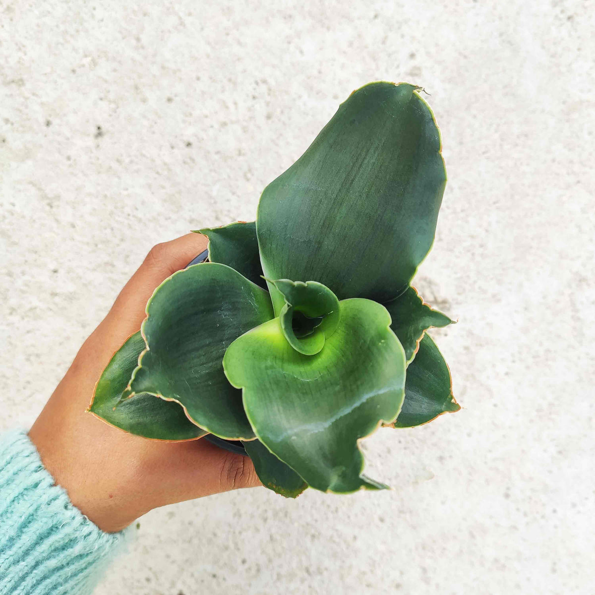 Rare Sansevieria 'Star Rose'- Plante d'intérieur de SANSEVIERIA- Plante rare d'intérieur monjungle