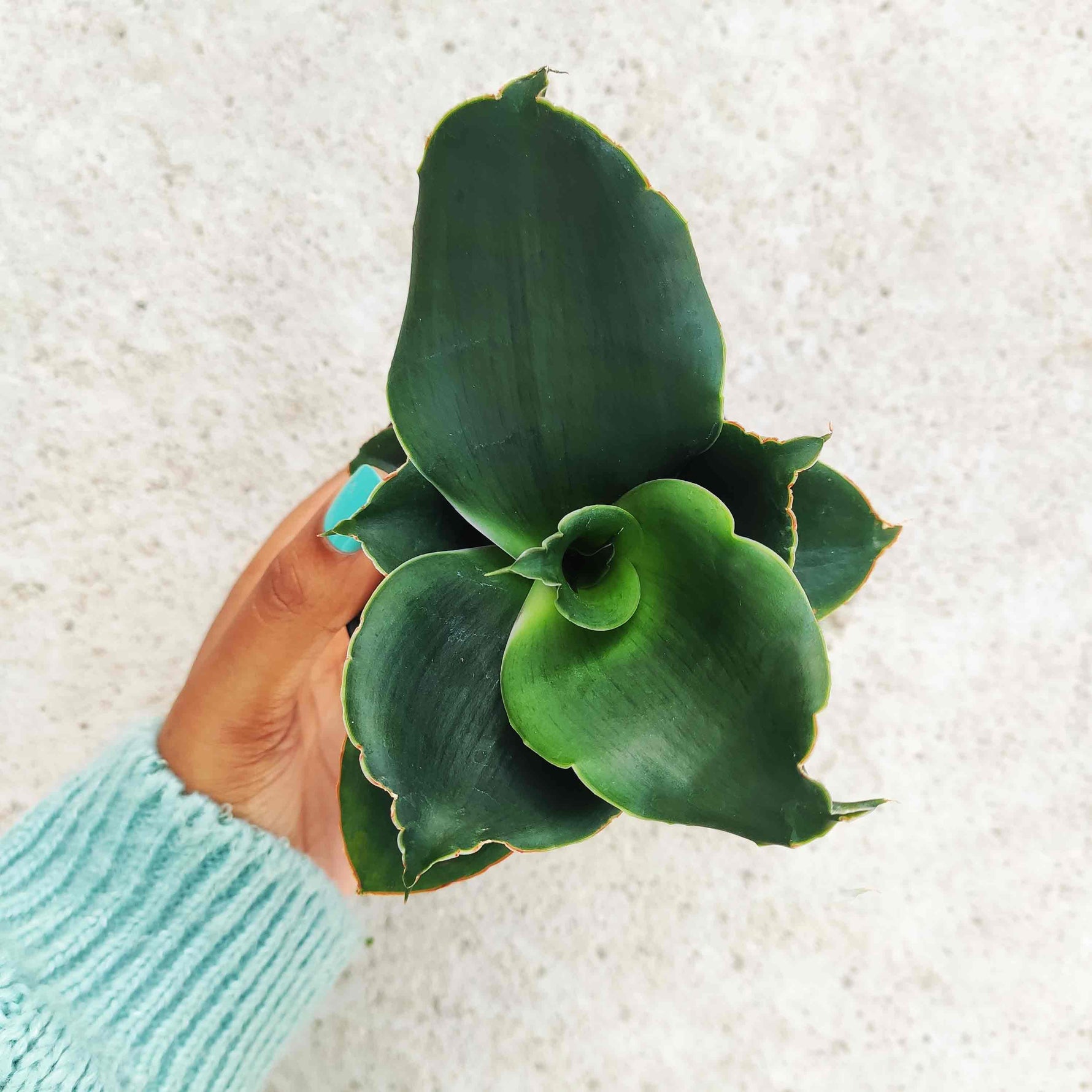 sansevieria rose Sansevieria Star Rose