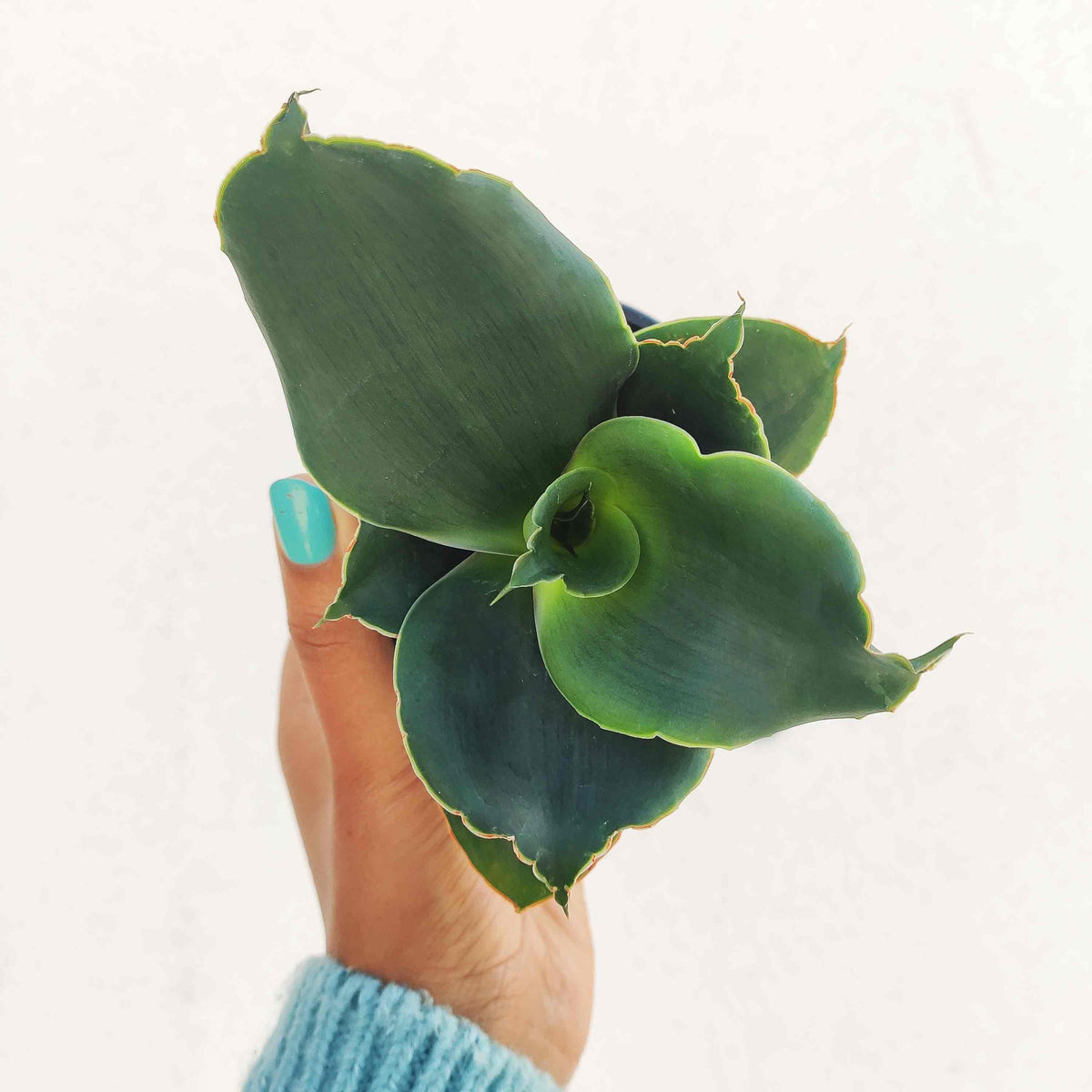 Rare Sansevieria 'Star Rose'- Plante d'intérieur de SANSEVIERIA- Plante rare d'intérieur monjungle