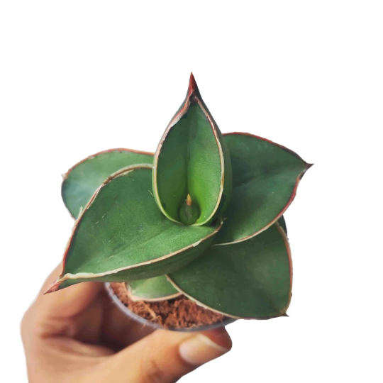 Rare Sansevieria 'Samurai Dwarf'- Plante d'intérieur de SANSEVIERIA- Plante rare d'intérieur monjungle
