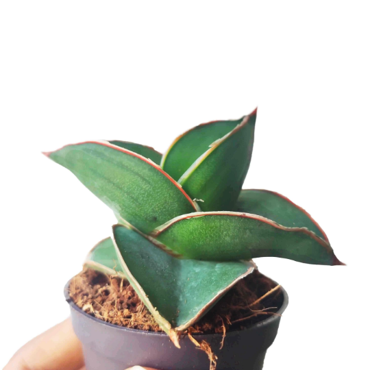 Rare Sansevieria 'Samurai Dwarf'- Plante d'intérieur de SANSEVIERIA- Plante rare d'intérieur monjungle