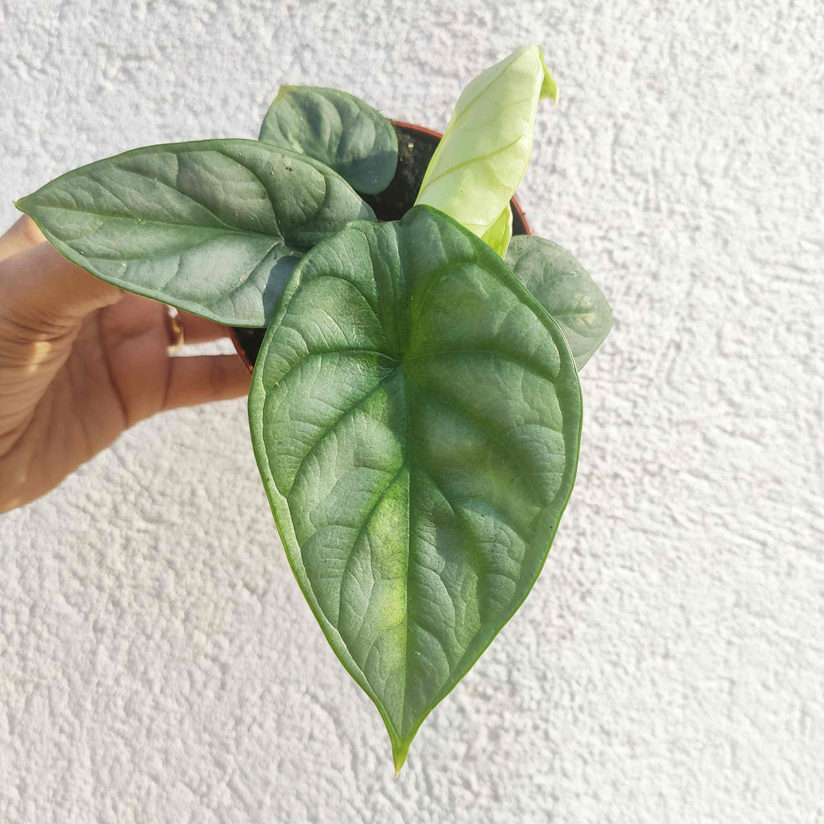 Alocasia SILVER DRAGON monjungle