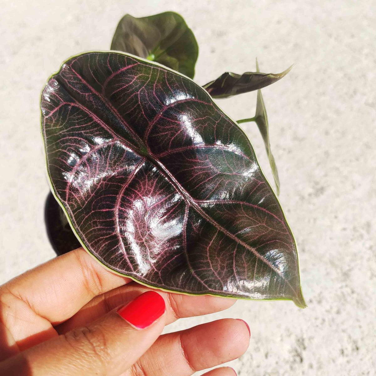ALOCASIA AZLANII monjungle