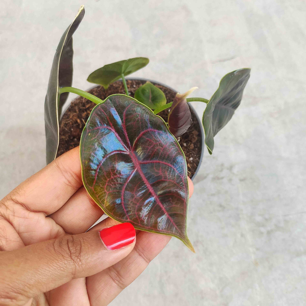 ALOCASIA AZLANII monjungle