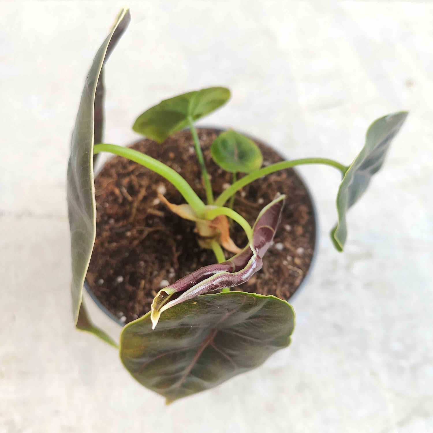 ALOCASIA AZLANII bouture 4 feuilles- bulbe de rare alocasia d'intérieur - Plante d'intérieur rare nerveuse rose feuilles brillantes - monjungle