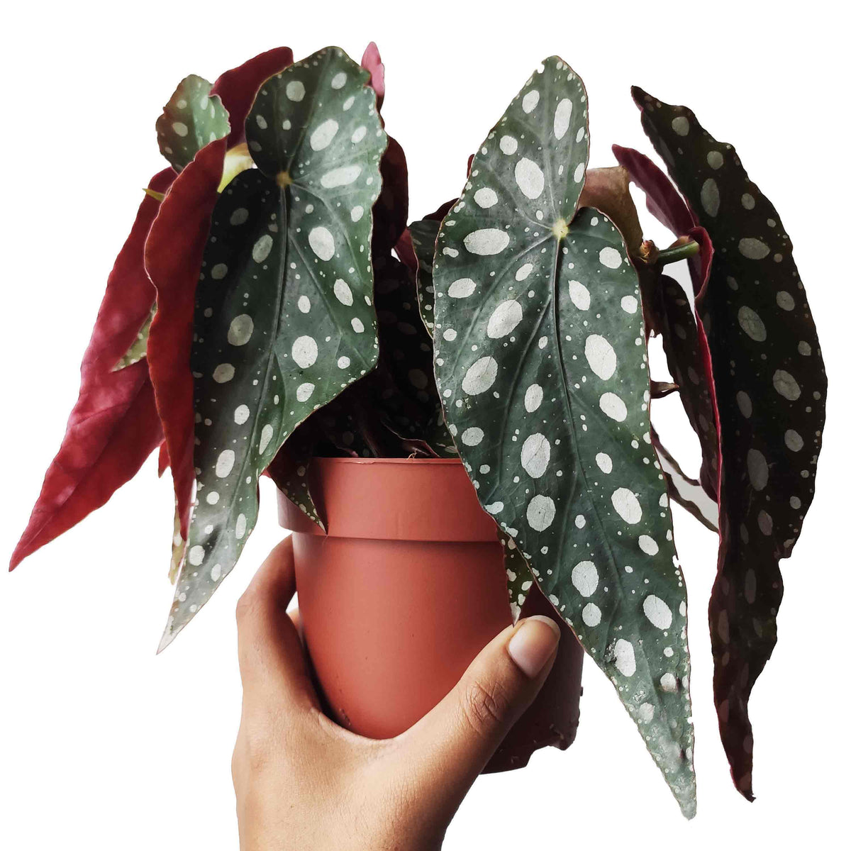 Begonia maculata wightii monjungle