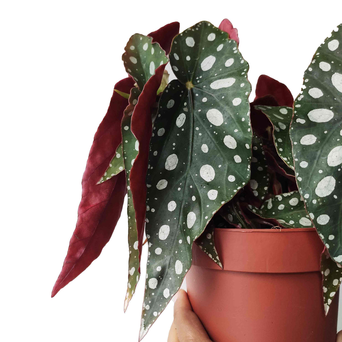 Begonia maculata wightii monjungle