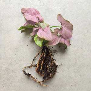 Extrême rare Syngonium pink perfection- Bouture de trois large feuilles et très bonne système racinaire- plante d'intérieur rare - monjungle