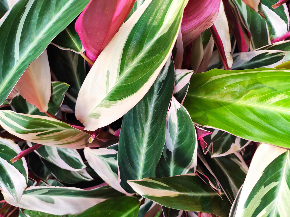 Calathea Triostar monjungle