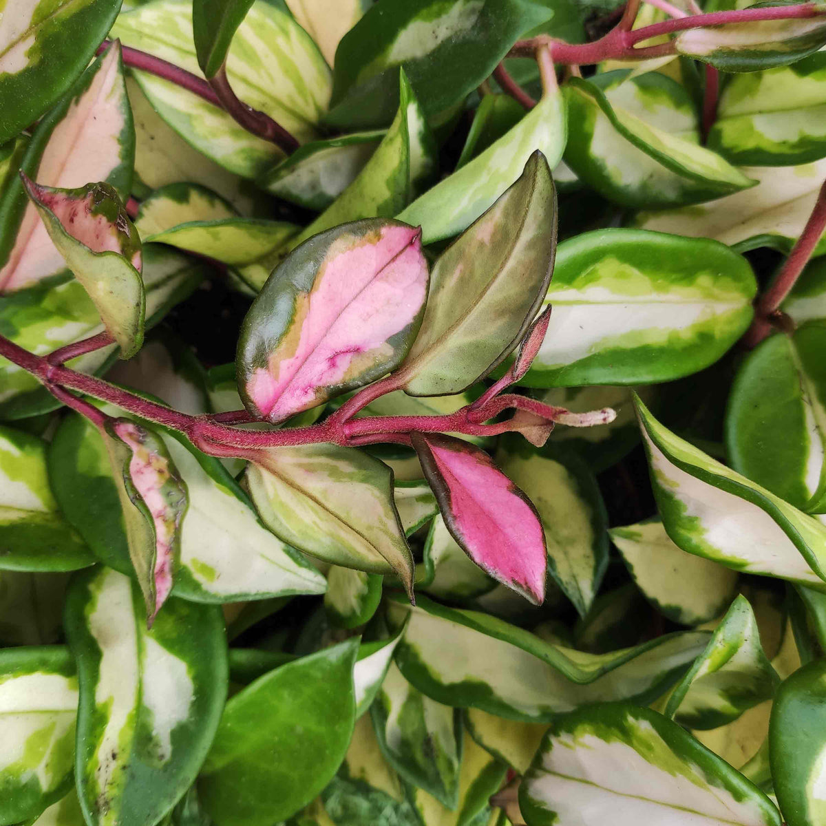 Hoya Carnosa tricolor monjungle
