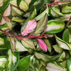 Hoya carnosa tricolor - monjungle