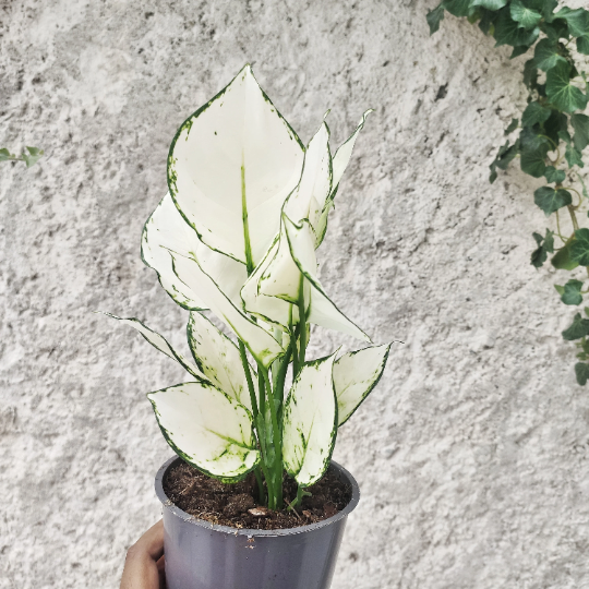 Aglaonema WHITE JOY S monjungle