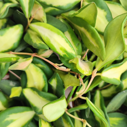 Hoya DS 70 Variegata monjungle