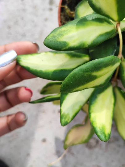 Hoya DS 70 Variegata monjungle