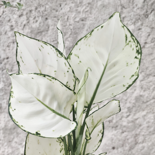 Aglaonema WHITE JOY S monjungle