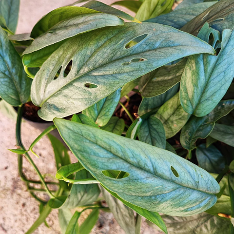 Bouture de Epipremnum Pinnatum cebu bleu - cebu blue pothos - cebu blue pothos split leaves - monjungle